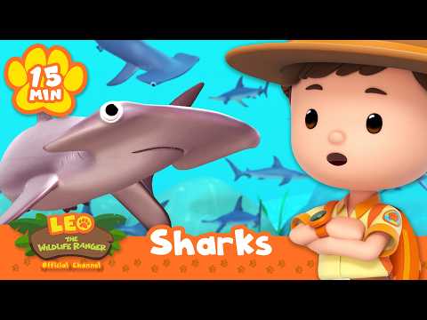 🦈 It's Shark Awareness Day! | Leo the Wildlife Ranger | Learning Animal Cartoons - Kids TV Series, Kingdom Kids Zone - Leo the Wildlife Ranger - Official Channel