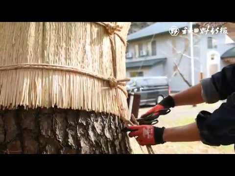 コマドリを巣箱に引き寄せる方法は？彼は秋と冬に何を食べますか？  庭園