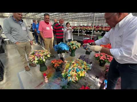 Painting Poinsettias with Andrew Lee thumbnail