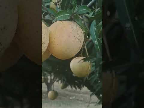 Sweet Mangos 🥭🥭🥭🥭