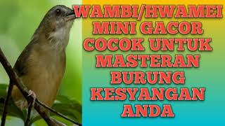 Download lagu WAMBI MINI GACOR/ PEDES/UNTUK MASTERAN BURUNG KESAYANGAN ANDA mp3