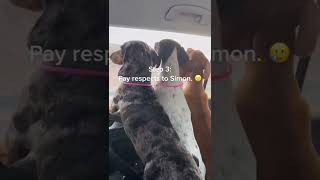 8 WEENS AT THE CAR WASH AGAIN! #dog #dachshund #shorts #viral