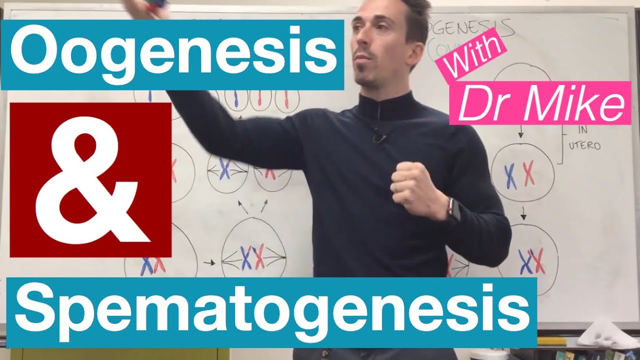 Oogenesis and Spermatogenesis | Reproductive