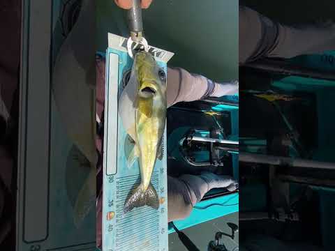 6° Torneio Paulista de Caiaque GKF, NOVA CANAÃ, Competidor LUCAS #baiacu #pescaria #fishing #pesca