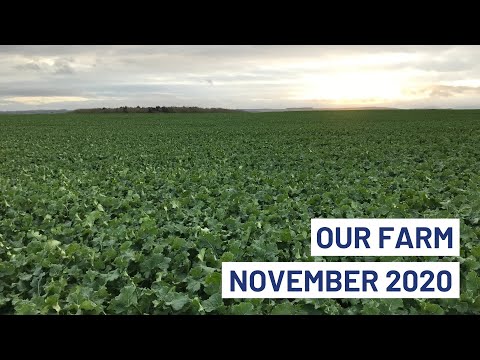 Rapid growth of Oil Seed Rape & Cover Crops progress | Our Farm