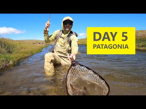 Spring Creek Dry Fly Action and Tips // Day 5 Patagonia Day-by-Day Series
