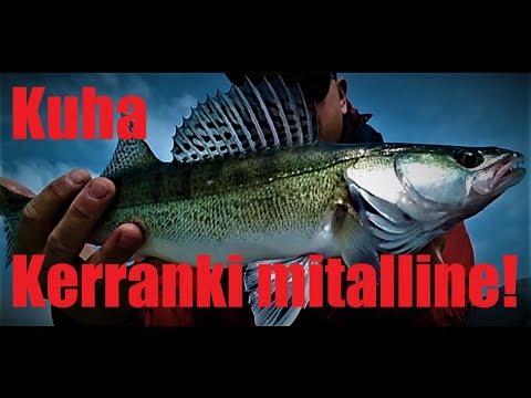 Kuhaa mökkivesissä