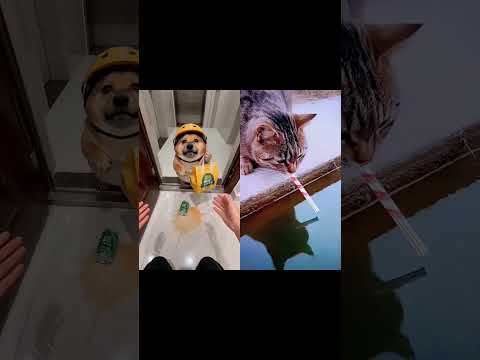 This Innocent Delivery Dog Will Melt Your Heart 🐶