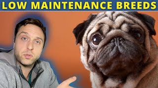 Vet Reacts - 7 Low Maintenance Dog Breeds