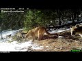 A mama mountain lion with three young kittens!