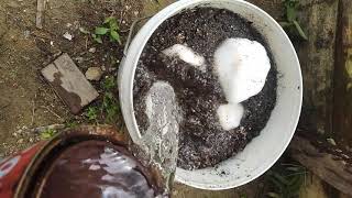 Download lagu Cara membuat parfum walet alami mp3