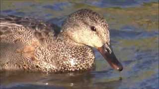 preview picture of video 'Gadwalls (Anas strepera) - 2013-05-04'