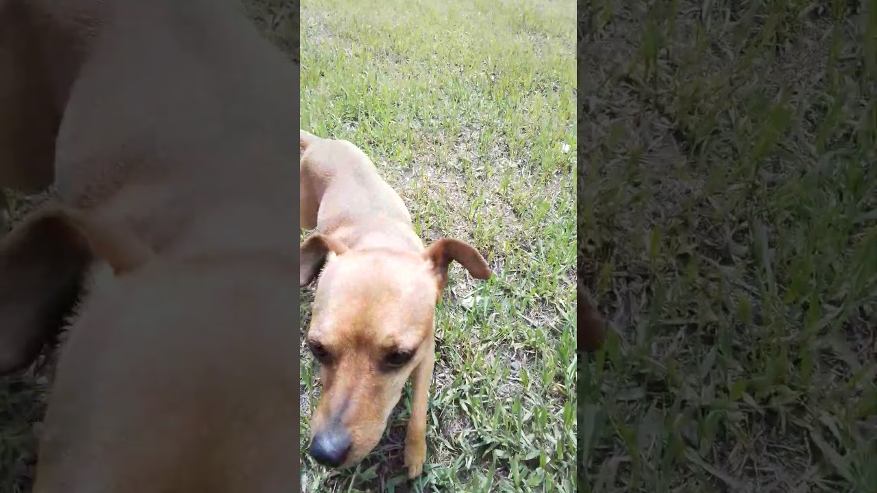Levi, a Adoptable mixed breed in Oroville, WA video 5/6