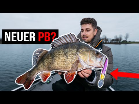 Halvmeters aborre fra Holland