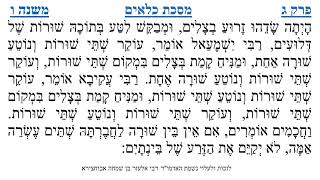 מסכת כלאים פרק ג משנה ו