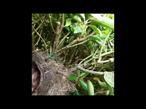 BLACKBIRD NESTING in garden