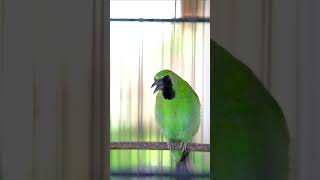 Download lagu PANCINGAN CUCAK IJO GACOR ISIAN TEMBAKAN RAPAT! Cucak Ijo Muda & Macet Langsung EMOSI  JAMTROK- 05 mp3