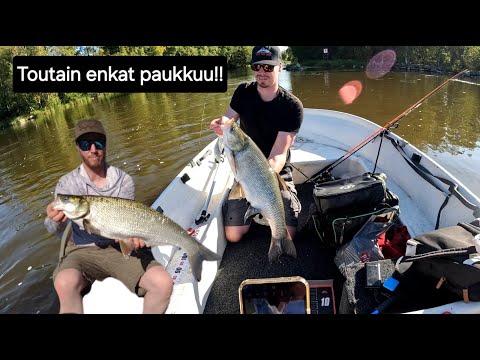 Toutaimia kalastamassa | +5kg kalaa ja enkat paukkuu! | #KALASSA25