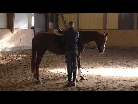 Sezuan X Donerhall mare