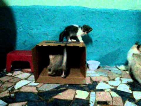 Boxe de Gatos