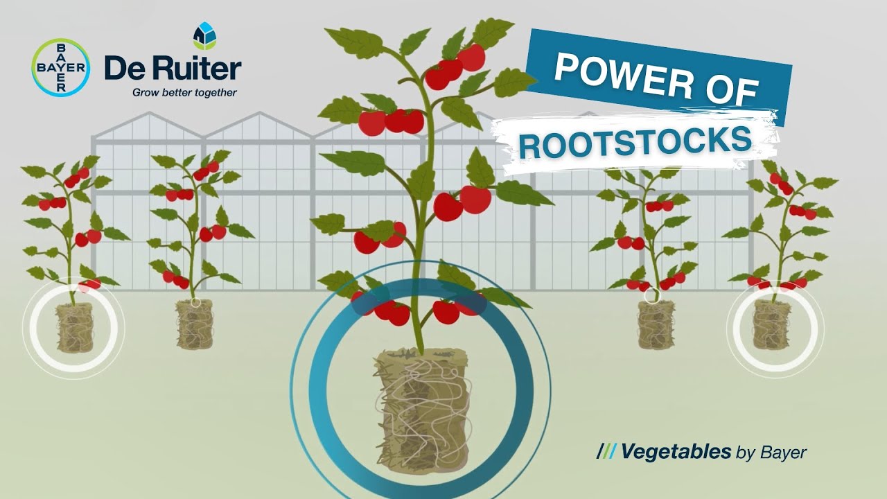 EN_The Power of Rootstocks 🌱Boosting yields with Maxifort, DR0141TX and Equifort!