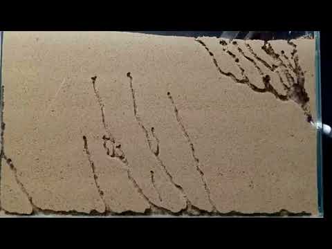 Sand ant farm V2.0 - ants digging tunnels time lapse 4k #amzn #amazing  #amazingnature