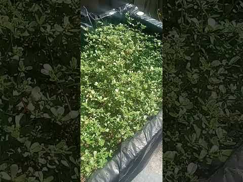 Purslane a Super Food .