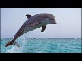 Flightreacts Laughing For 10 Hours