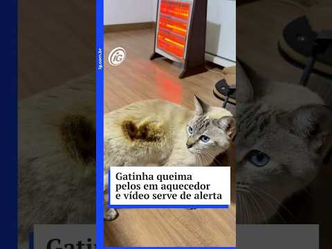 Gatinha se aproxima de aquecedor, queima pelos e vídeo serve de alerta nas redes