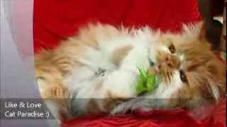 preview picture of video 'Lovely Persian Cat !!'