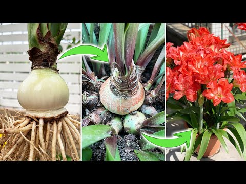 Can it Make Amaryllis Grow Bulblets? | A Test of Plant Hormone on Amaryllis Hippeastrum(Turn on CC)
