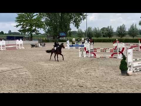 Precious Dwerse Hagen, Cornet Obolensky x Classic Touch (Casall), °2015, 5 years old