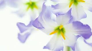 BRONCO Cuatro Lágrimas