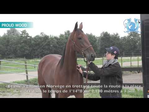 A2TURF - UET 2013 (batteries), les chances des hollandais PROUD WOOD & CLINT W BOKO