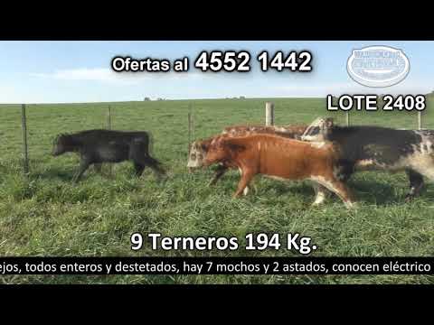 Lote 9 Terneros 3 AA,  4 NO,  1 HO c/  NO y 1 RA 194kg -  en El Campito. Ramal R2 Camino a Barker a 5 km de Rosario