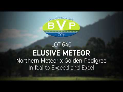 2020 National Broodmare Sale - Elusive Meteor Lot 640