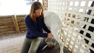 5am morning routine milking my goats. A peaceful chat on the milk stand - Free Range Homestead Ep 28