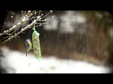 2015/01/24 - Der Schnee kehrt zurück