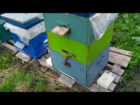 После облета... переводим пасеку на противороевое состояние, наращивая пчелу. 02/06/2020