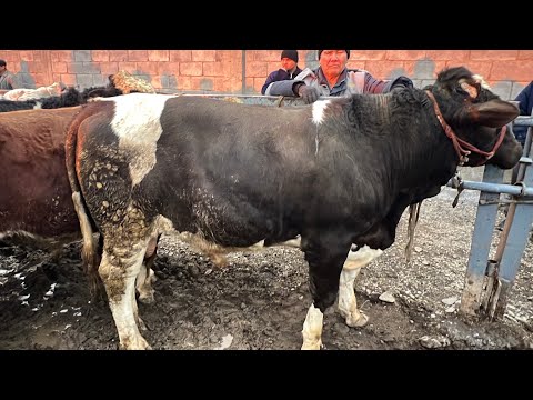 JIZZAX CHORVA BOZORI NARXLARI 2026 ЖИЗЗАХ ОСИО ЧОРВА МОЛ БОЗОРИ НАРХЛАРИ 2026 