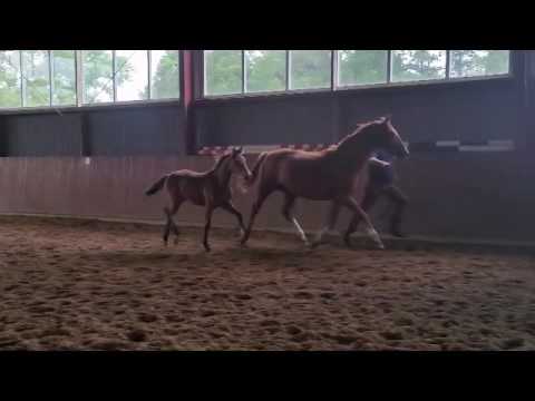 Bewegungsstarkes Stutfohlen von Rocco Granata