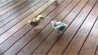 Baby chicks fight My new pet