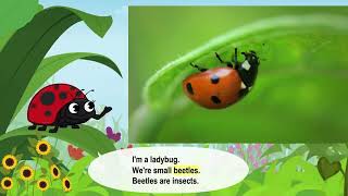 Meet the Animals | Ladybugs | The Tiny Garden Helpers🐞 🐞