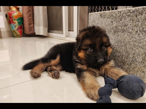 Chandrashekar Changappa | New Addition To Our Family | GERMAN SHEPHERD PUPPY |