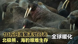 10万只海象聚集在一起，全球变暖，有多少动物变得无家可归？  #动物世界 #自然传奇 #大自然 #動物 #動物故事 #野生動物 #動物反殺 #万物有光