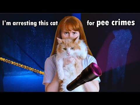 Uncovering our cat's crimes with a UV light