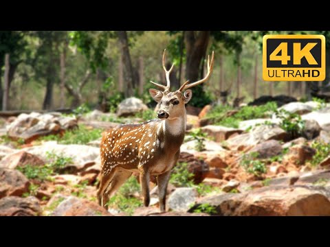 1 Hour With the Deer - Relaxing Music for Deep Sleep - 4K
