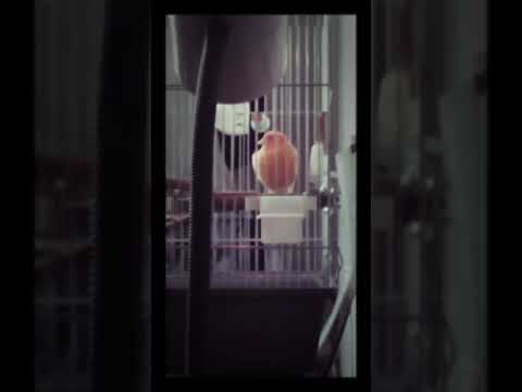 канарейка Соня. українська народна пісня "Гей, була в мене коняка..." у виконанні "Хорея Козацька"