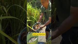 Download lagu Confused, the Fish I Caught Are Eating the Rice Plants instead⁉️ #shorts mp3