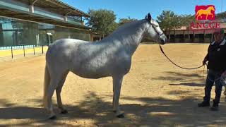2/4 Clinic de Bert Rutten sobre locomoción del caballo (segunda parte)